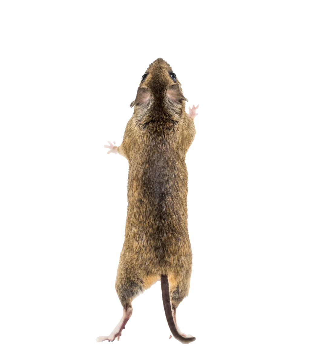 rodent removal