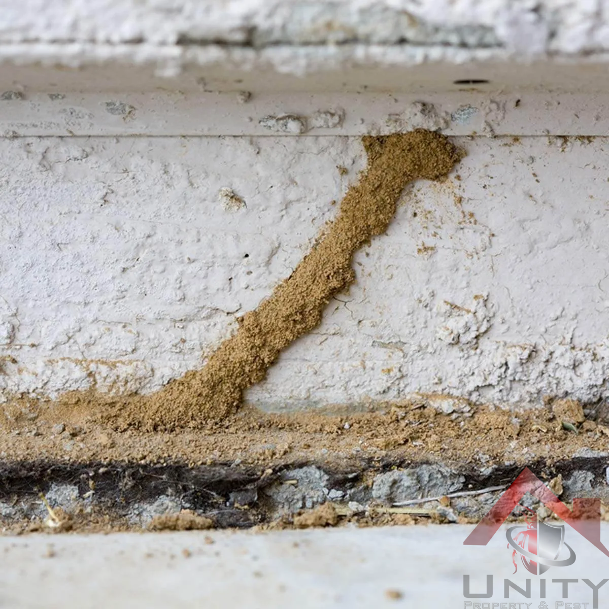 Termite Control
