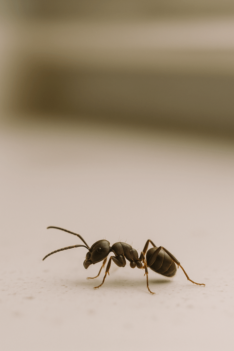 ant on a counter