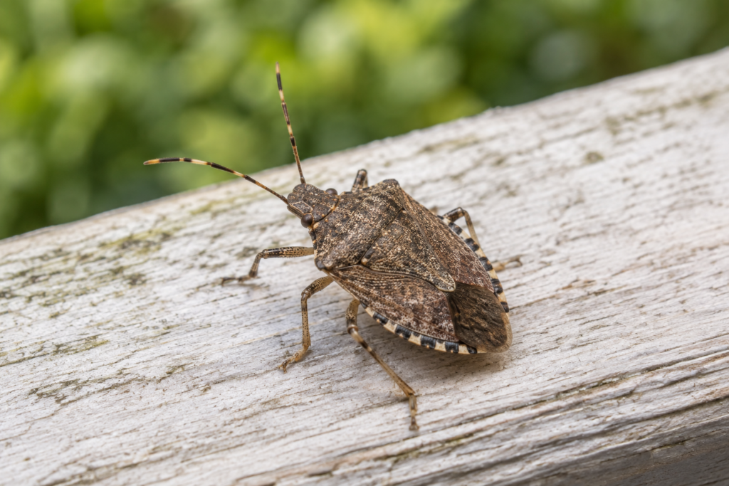 Close up of a brown marmorated stink bug, a common fall pest in Ohio homes and businesses
