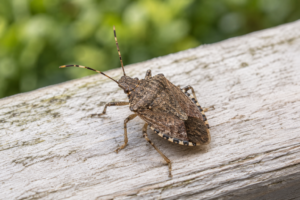 Close up of a brown marmorated stink bug, a common fall pest in Ohio homes and businesses